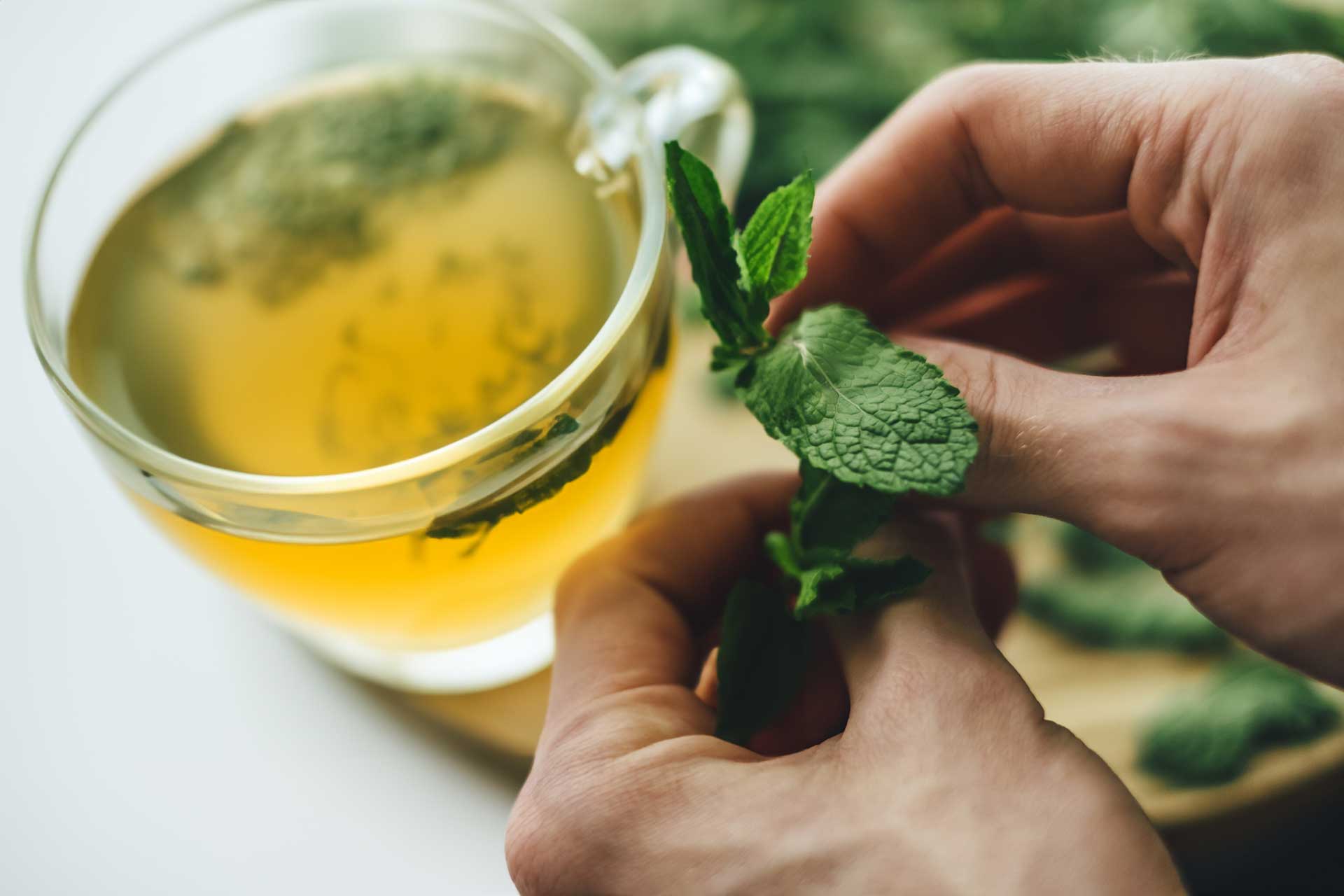 Close-up of hands holding fresh mint leaves, showcasing the essence of health-friendly Moroccan Mint Tea